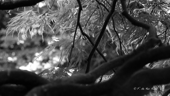 Bois des Moutiers (193) Mai 2012